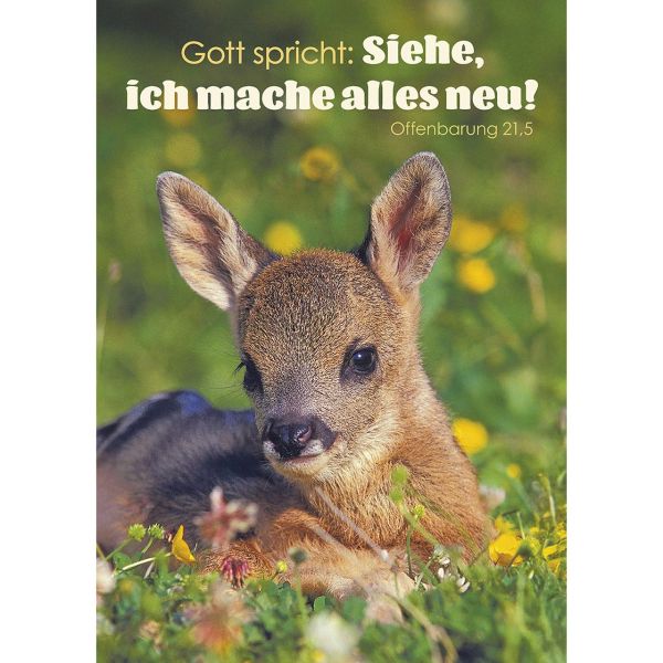 Jahreslosung 2026 - Postkarten, 4 Stk Tier