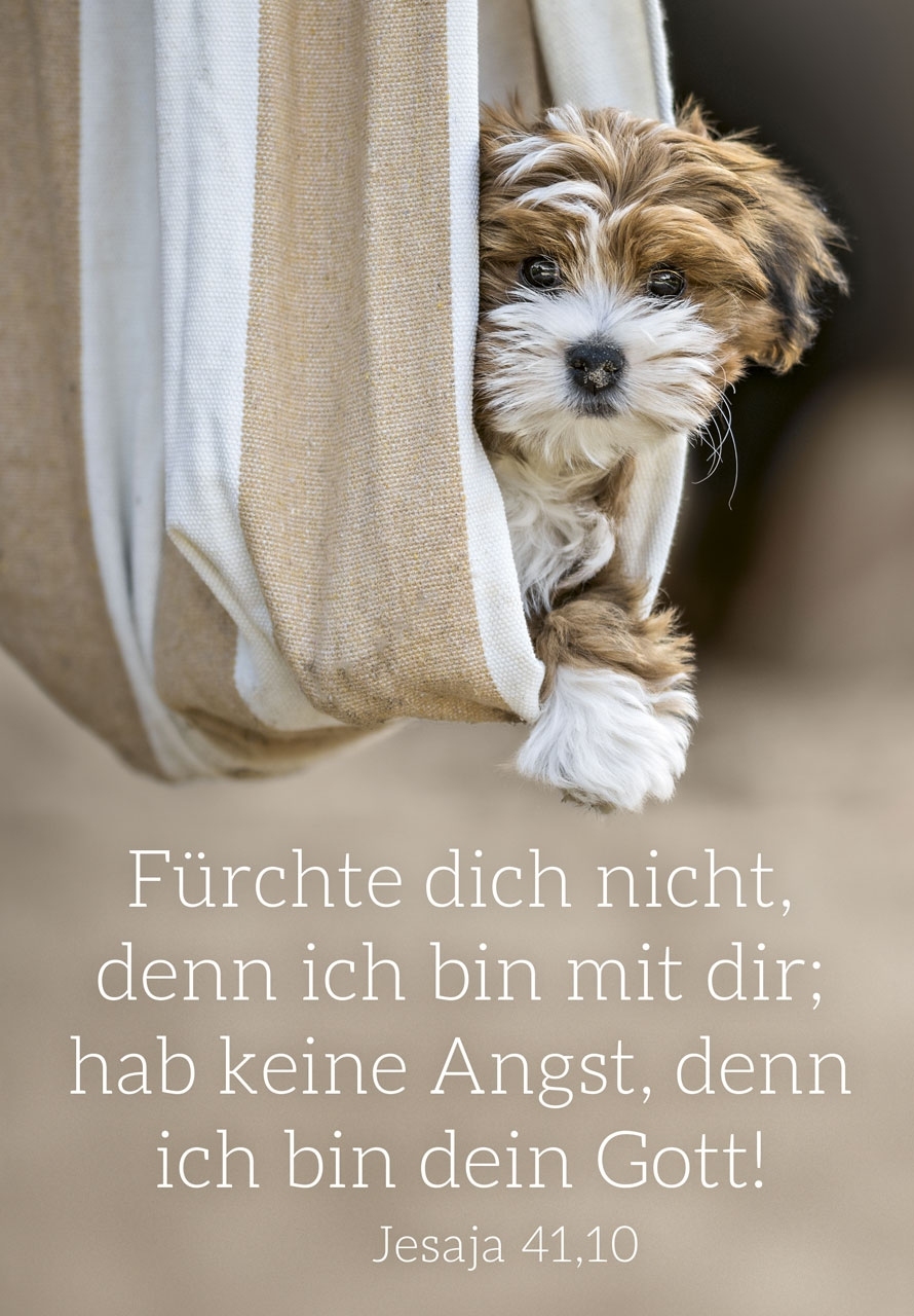 Jahreslosung 2027 - Poster A3 "Hund"
