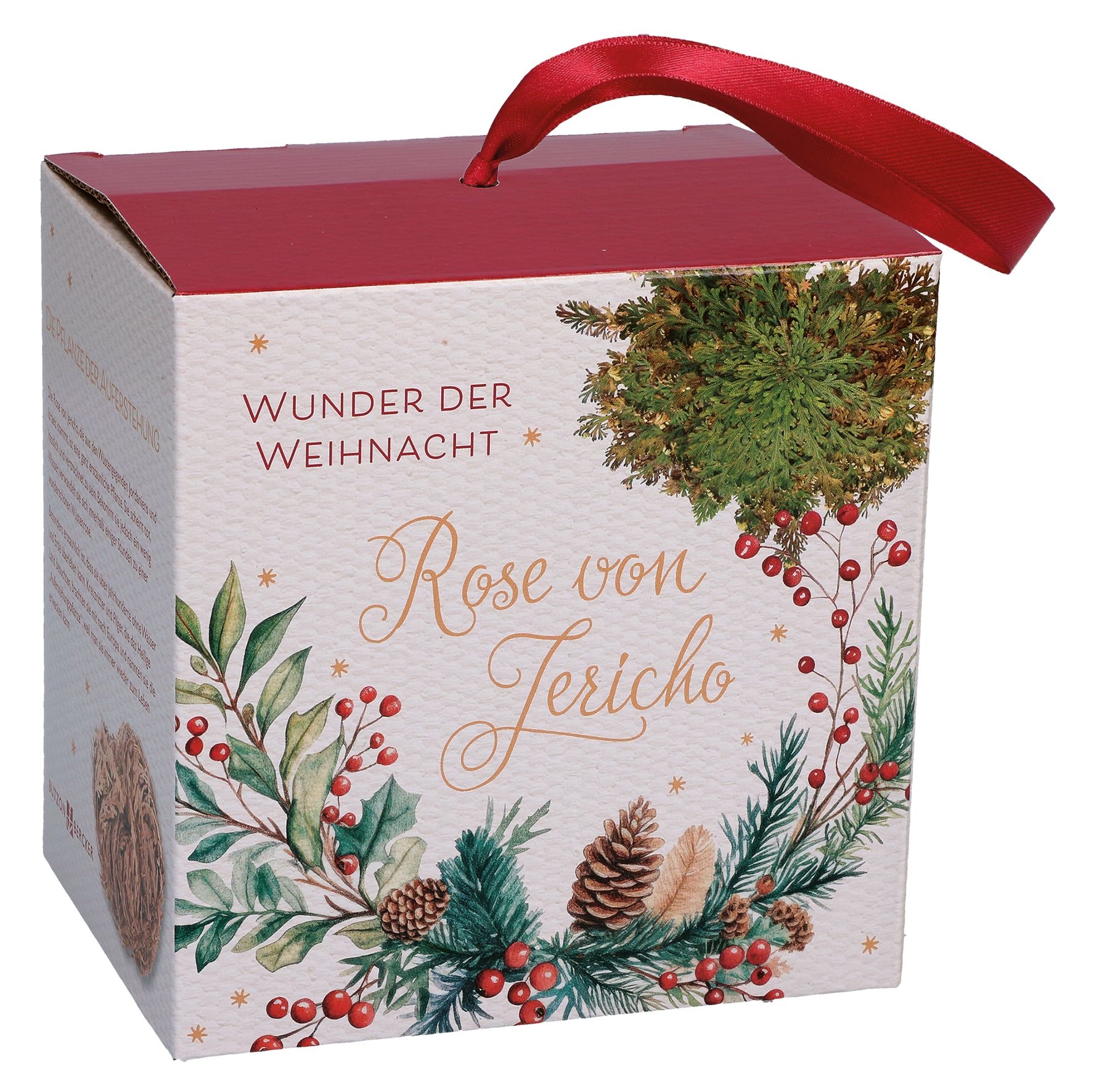 Wunder der Weihnacht - Rose von Jericho